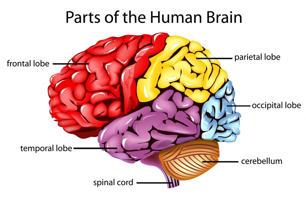 frontal lobe prefrontal cortex exercises