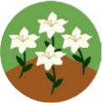 Flower Garden